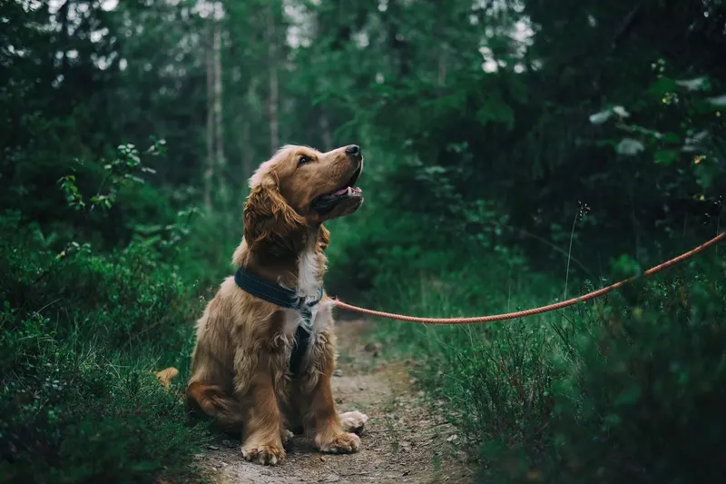 A dog wearing a padded harness on a walk